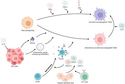 Mechanisms of tumor-associated macrophages affecting the progression of hepatocellular carcinoma